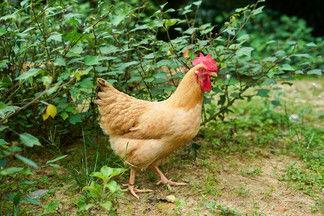 老母鸡图片,探寻乡村生活的和谐画卷