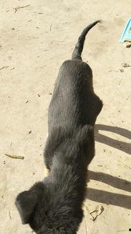 狗宝在狗身上的照片,捕捉宠物间的温馨瞬间